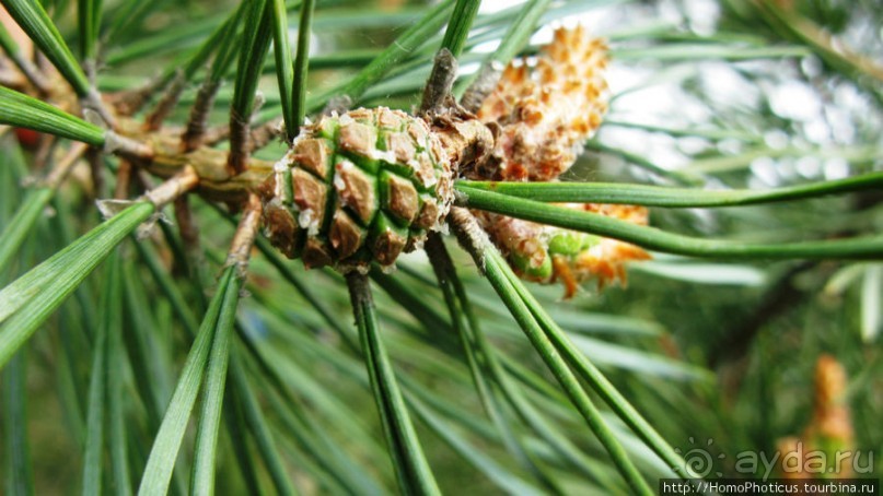 День Победы в Калининграде и Балтийске