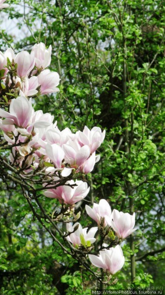 День Победы в Калининграде и Балтийске