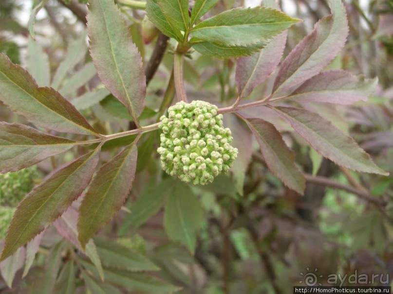 Московский конкурент