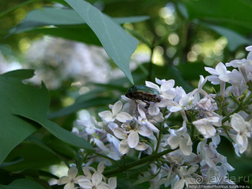 Зеленая Самара, Великая Волга