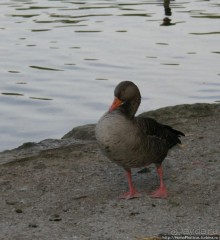 Зеленый Мюнхен