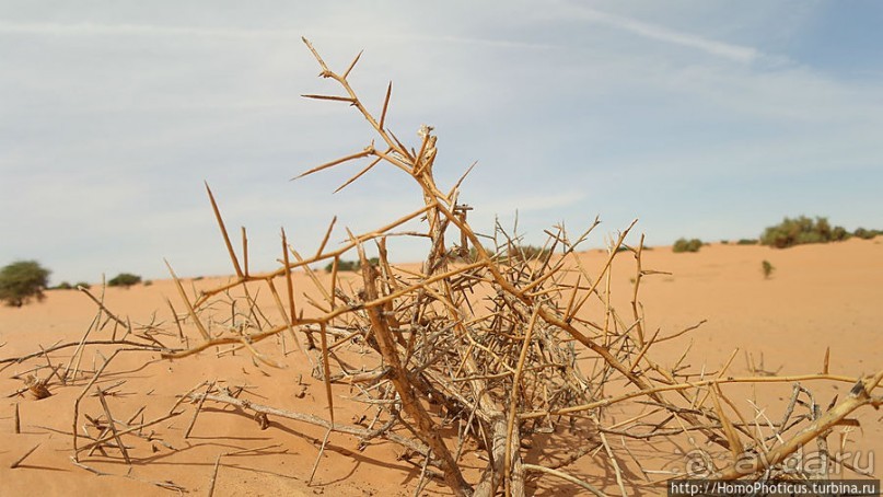 Пересекая Сахару