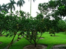 Вьетнамское междуречье