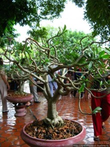 Вьетнамское междуречье