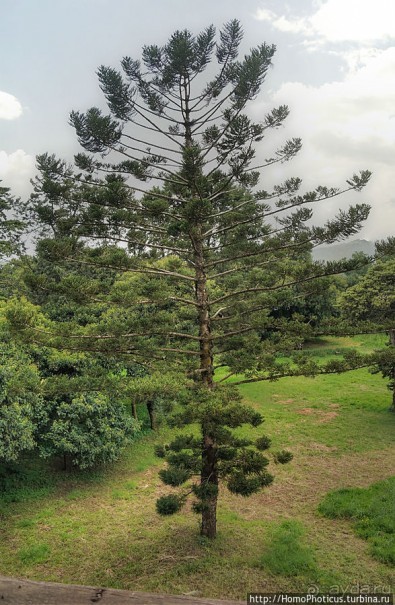 Дворец Фасилидаса