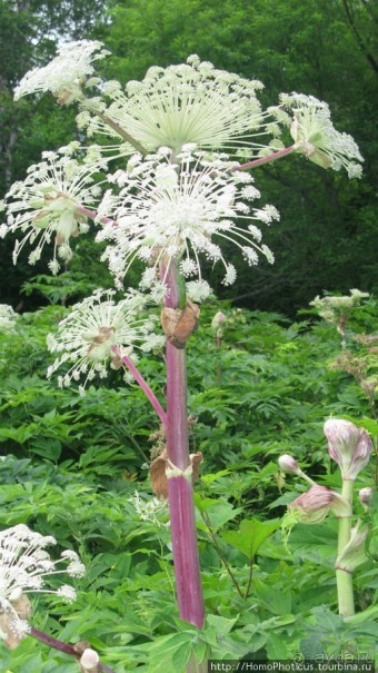 От Анивы до Охотского