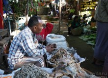 Под «Уважаемым банановым деревом»