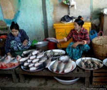 Под «Уважаемым банановым деревом»