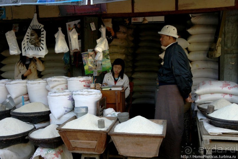 Под «Уважаемым банановым деревом»