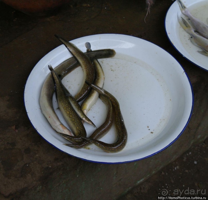 Под «Уважаемым банановым деревом»