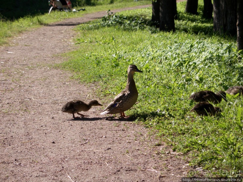 По Питеру с утра до утра