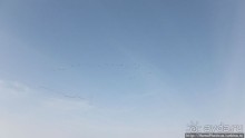 Когда вокруг — одни бакланы