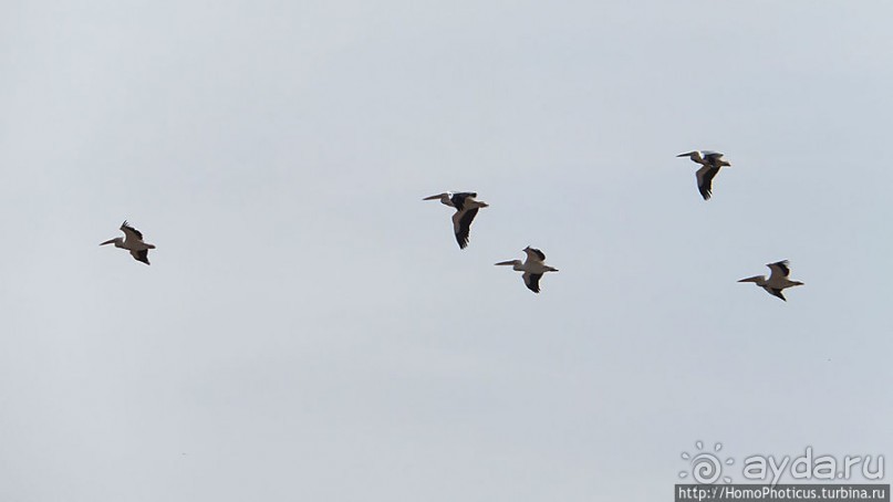 Когда вокруг — одни бакланы