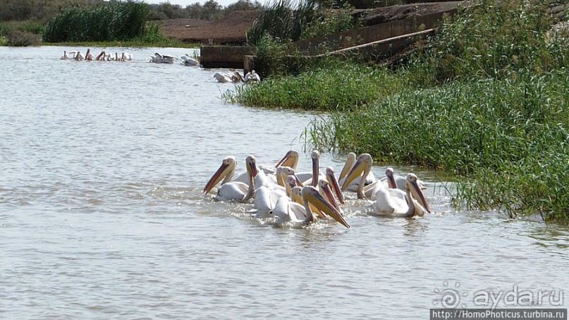 Когда вокруг — одни бакланы