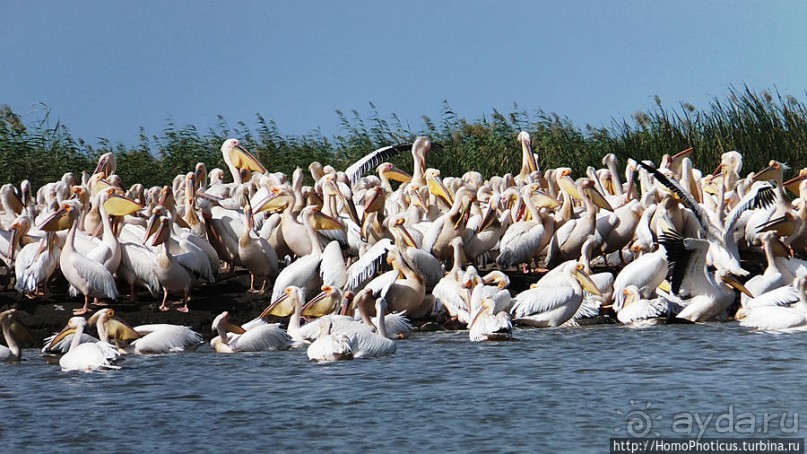 Когда вокруг — одни бакланы