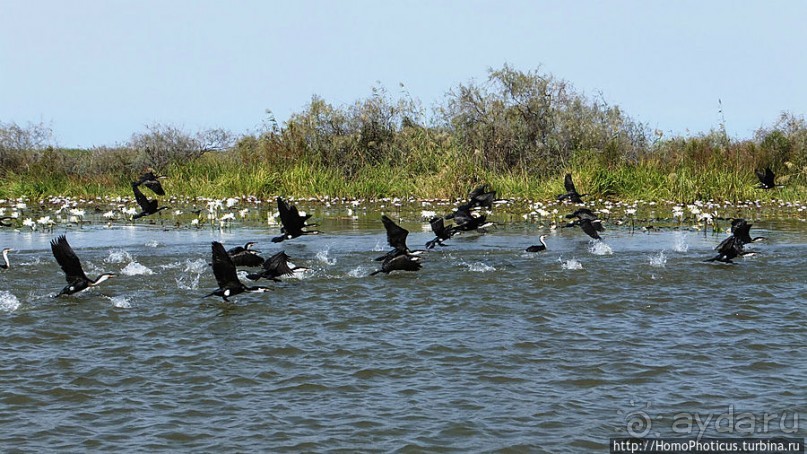Когда вокруг — одни бакланы