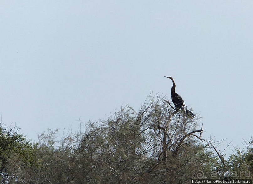 Когда вокруг — одни бакланы