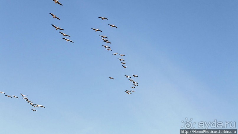 Когда вокруг — одни бакланы