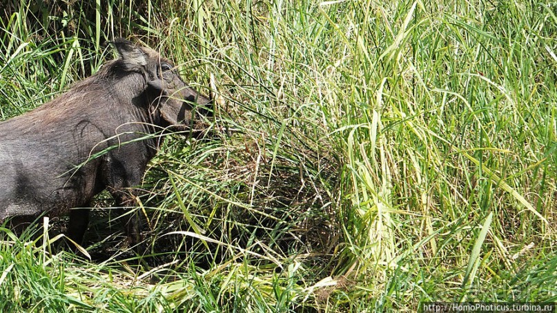 Когда вокруг — одни бакланы