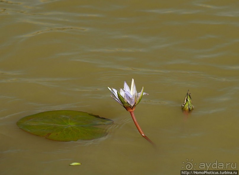 Когда вокруг — одни бакланы