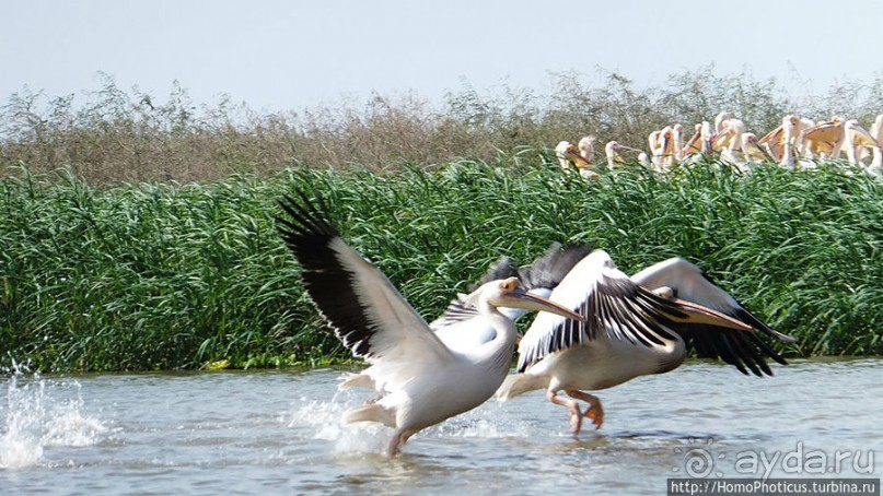 Когда вокруг — одни бакланы