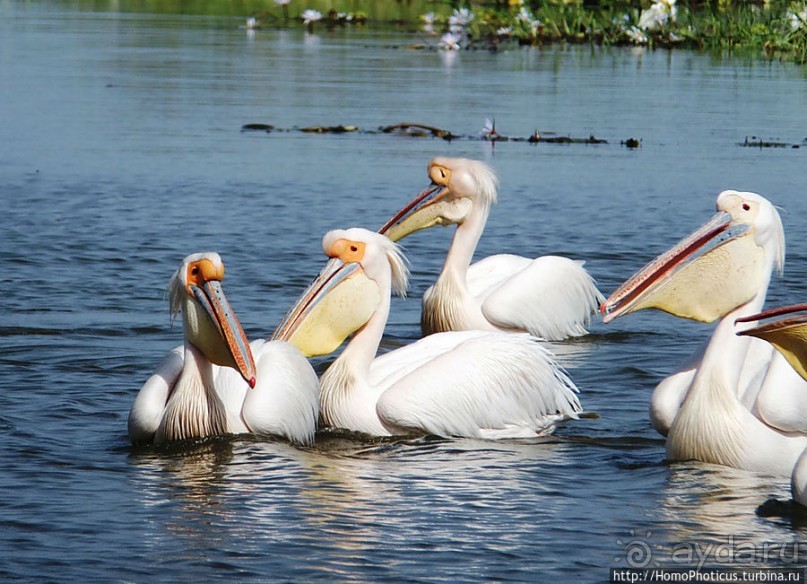 Когда вокруг — одни бакланы