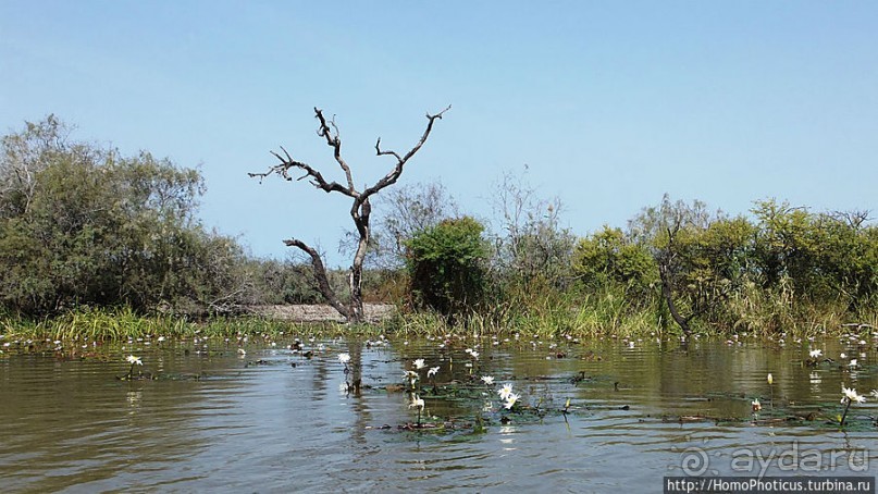 Когда вокруг — одни бакланы