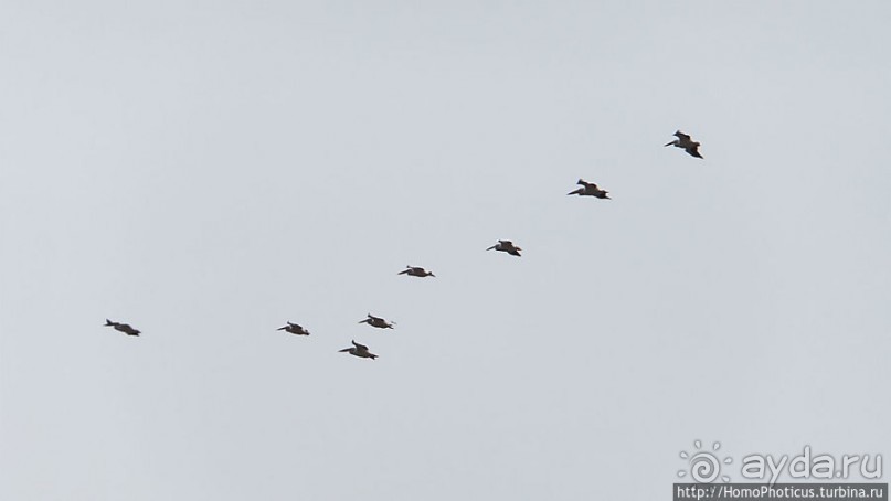 Когда вокруг — одни бакланы