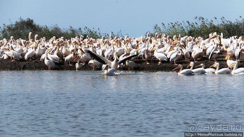 Когда вокруг — одни бакланы