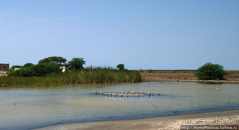 Когда вокруг — одни бакланы