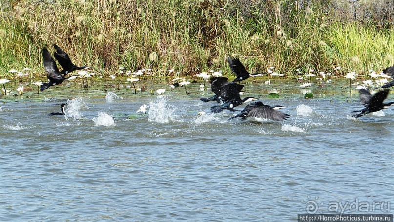 Когда вокруг — одни бакланы