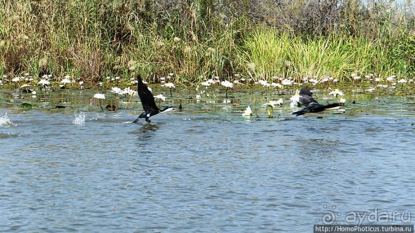 Когда вокруг — одни бакланы