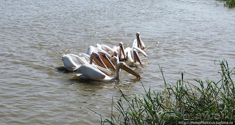 Когда вокруг — одни бакланы