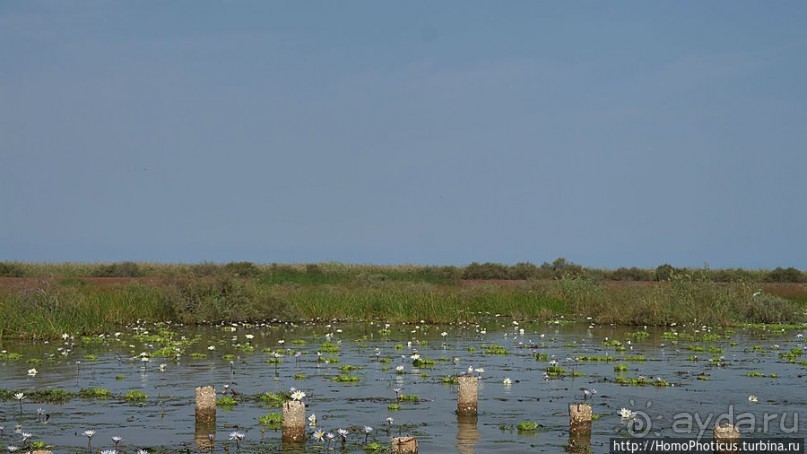 Когда вокруг — одни бакланы