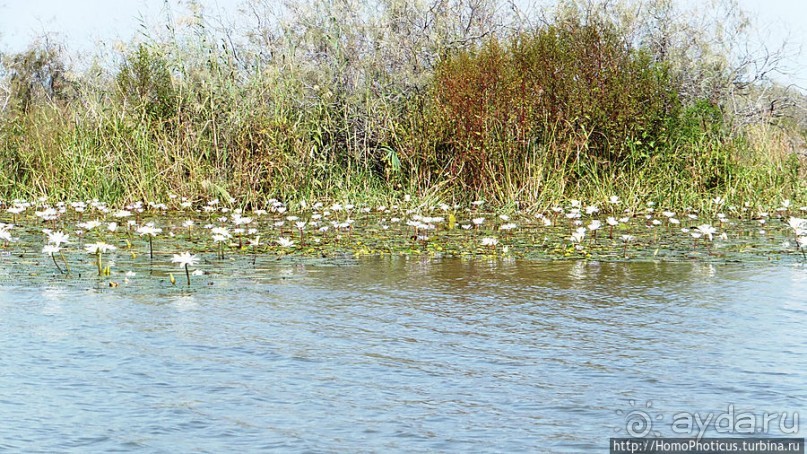Когда вокруг — одни бакланы
