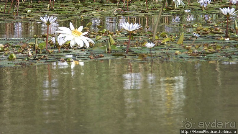 Когда вокруг — одни бакланы