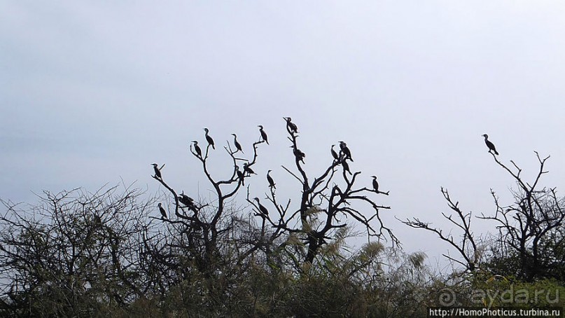 фото Сенегала