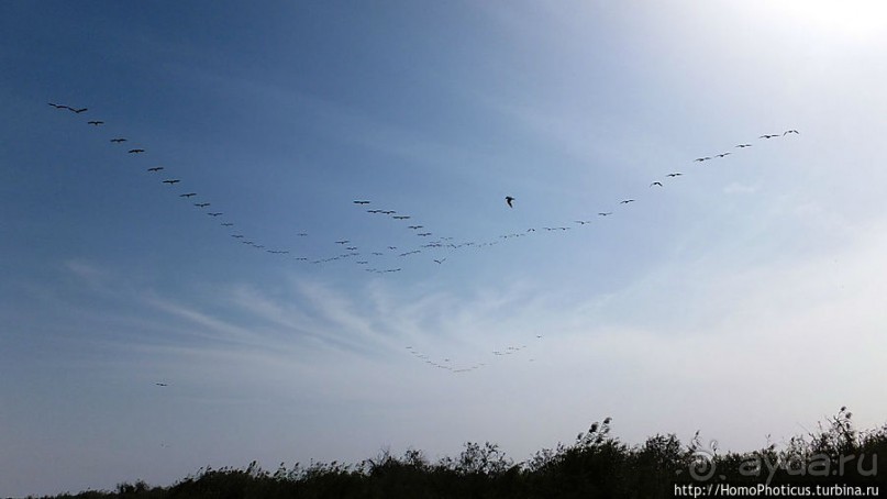 Когда вокруг — одни бакланы