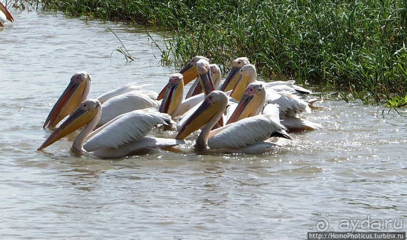 Когда вокруг — одни бакланы