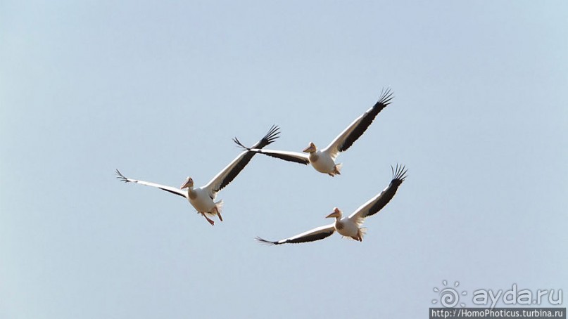 Когда вокруг — одни бакланы