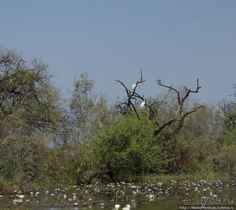Когда вокруг — одни бакланы