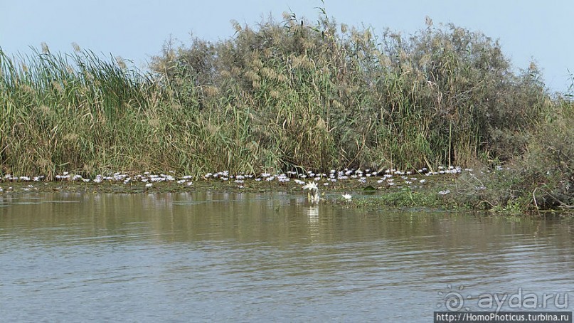 Когда вокруг — одни бакланы