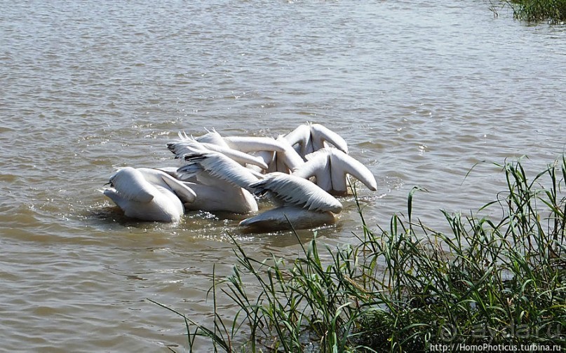 Когда вокруг — одни бакланы