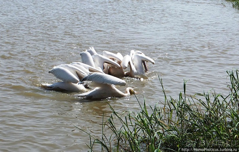 Когда вокруг — одни бакланы