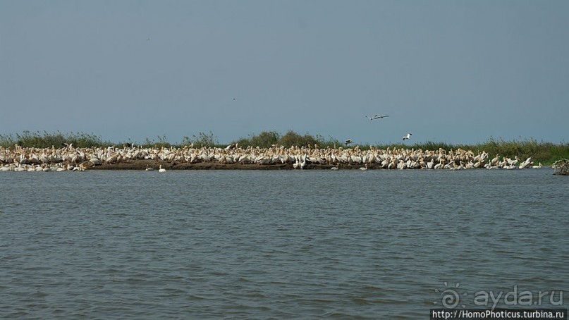 Когда вокруг — одни бакланы