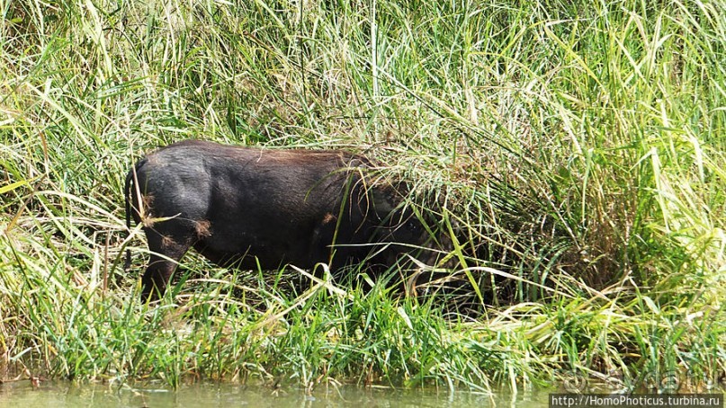 Когда вокруг — одни бакланы