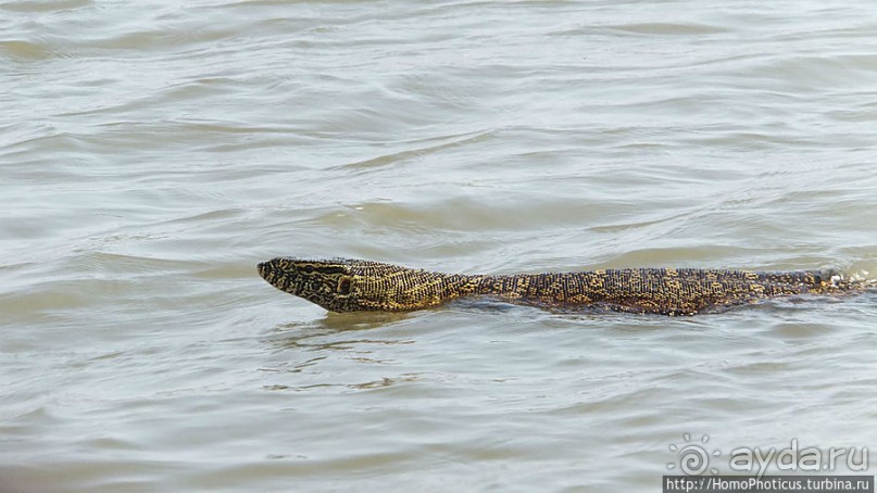 Когда вокруг — одни бакланы