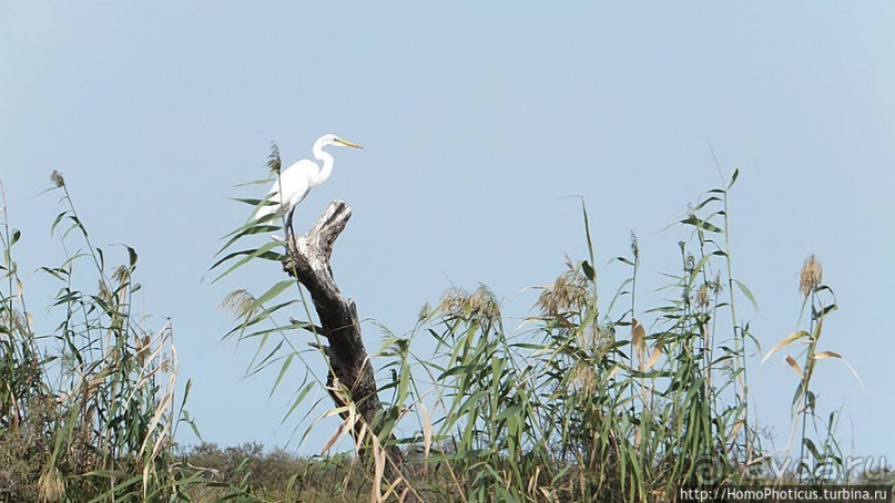 Когда вокруг — одни бакланы