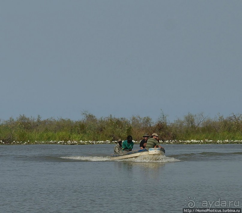 Когда вокруг — одни бакланы