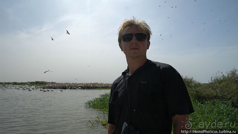 Когда вокруг — одни бакланы